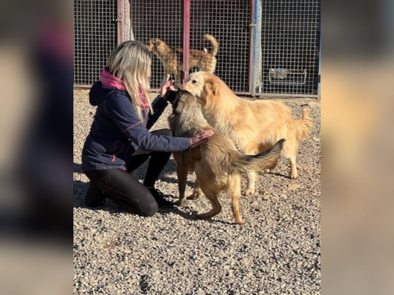 Bridget sucht das Glück