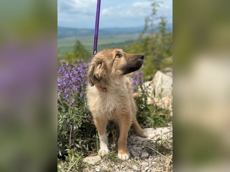 Malvine – kleine Träumerin mit großen Plänen