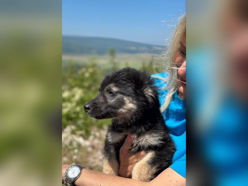 Lolly & Blue – Schwester und Bruder suchen ihr Glück