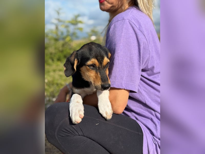 Rosina - zauberhaftes Hundemädchen sucht ihre Familie