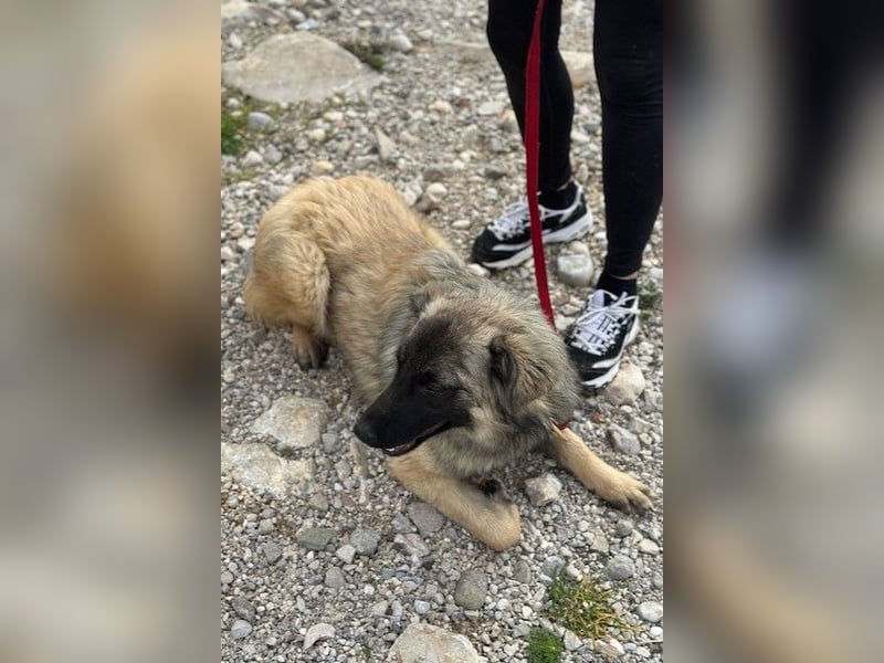 Bridget sucht das Glück