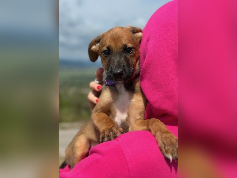 Nala