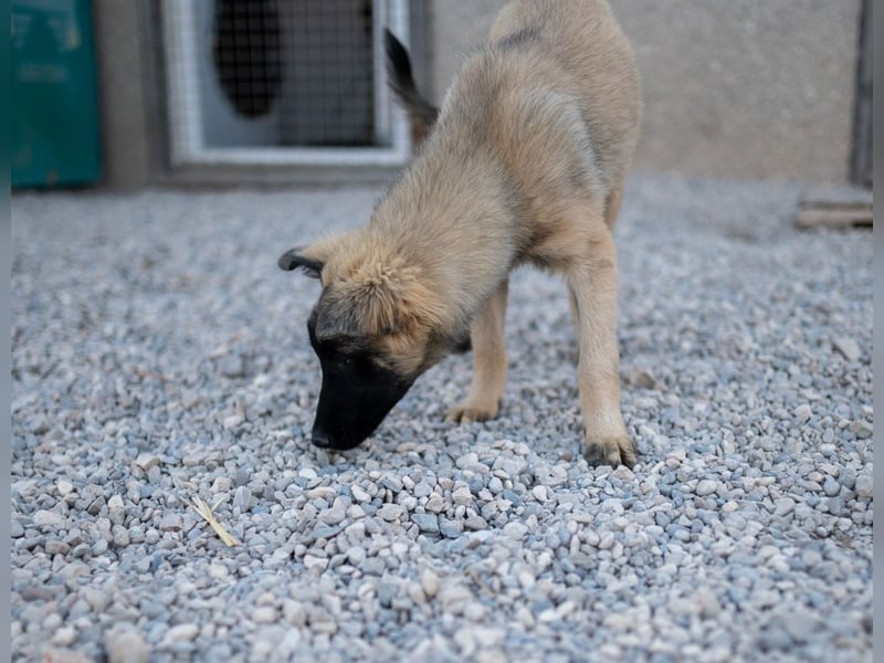 Bridget sucht das Glück