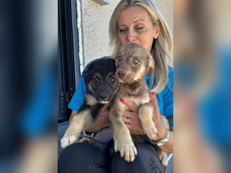 Lolly & Blue – Schwester und Bruder suchen ihr Glück