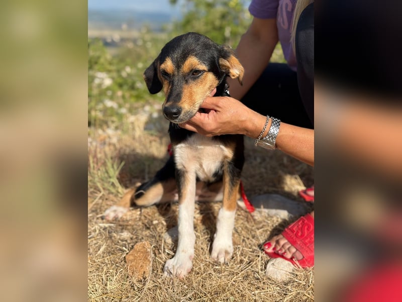 Rosina - zauberhaftes Hundemädchen sucht ihre Familie
