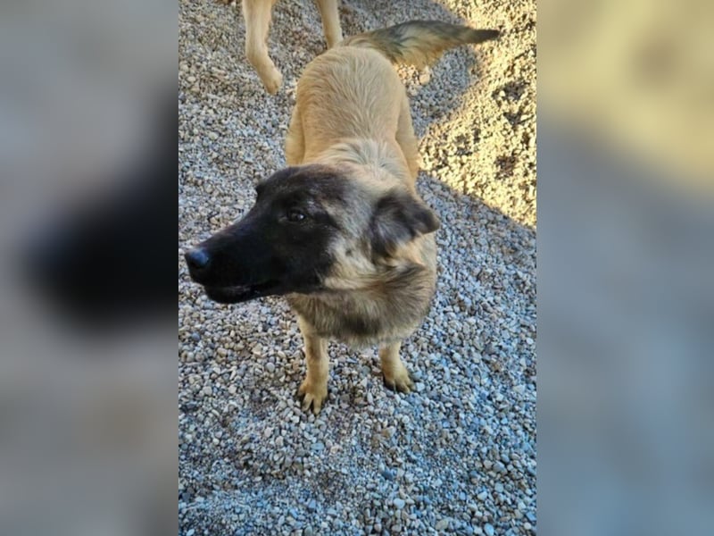 Bridget sucht das Glück