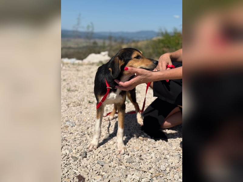Rosina - zauberhaftes Hundemädchen sucht ihre Familie