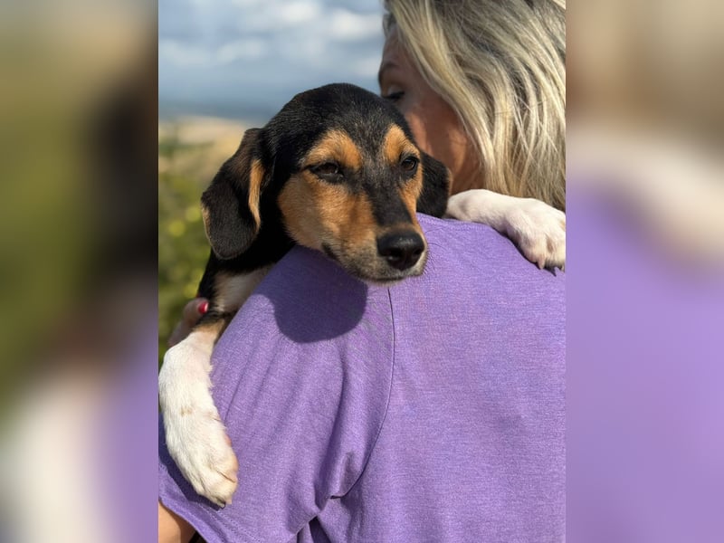 Rosina - zauberhaftes Hundemädchen sucht ihre Familie