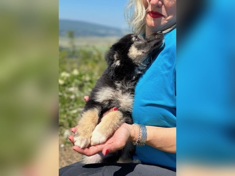 Lolly & Blue – Schwester und Bruder suchen ihr Glück