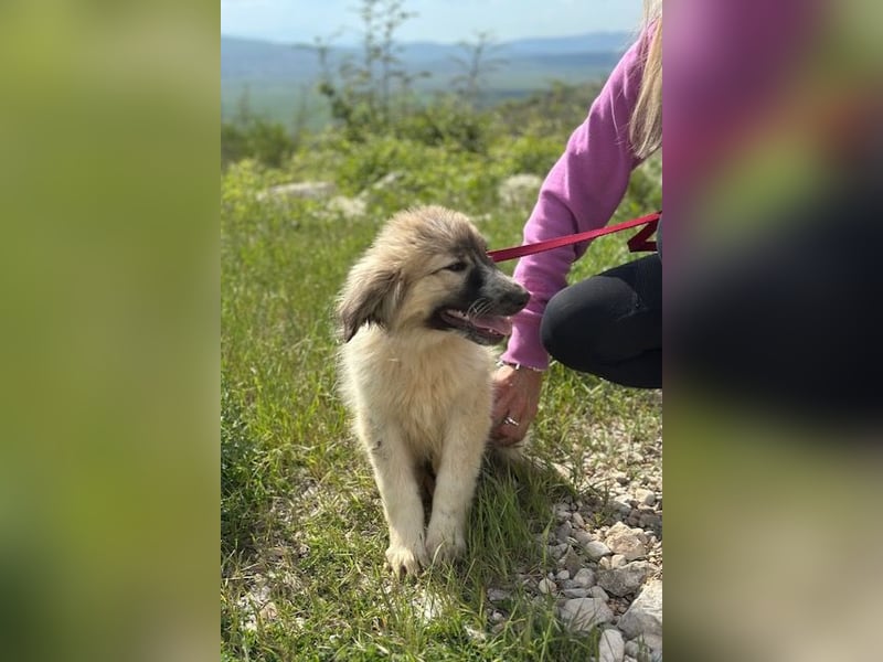 Liesa sucht ihr großes Glück