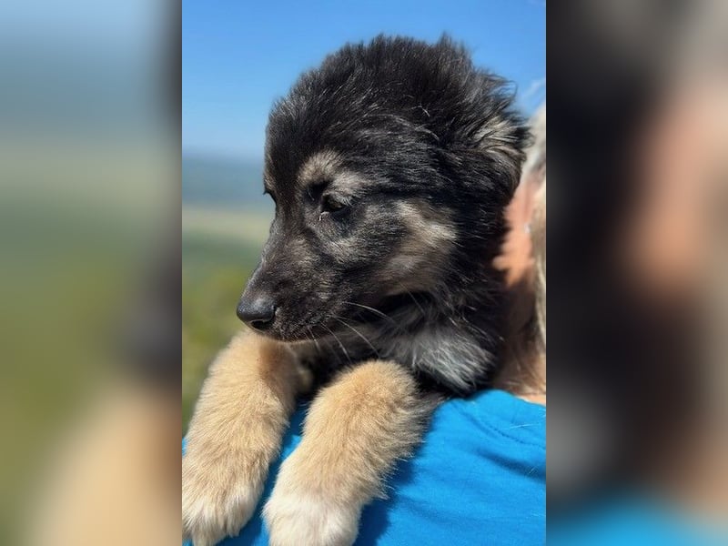 Lolly & Blue – Schwester und Bruder suchen ihr Glück