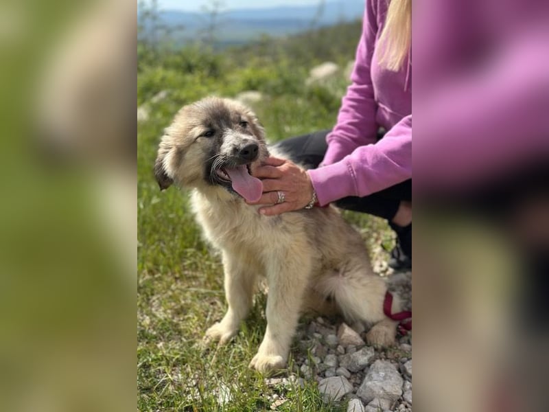 Liesa sucht ihr großes Glück