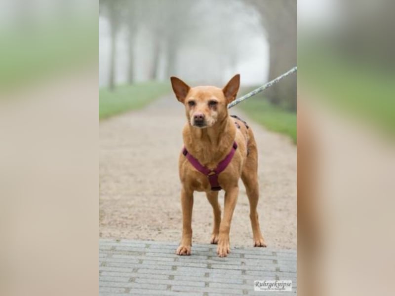 Perrita ist auf der Suche nach einer Familie! 
