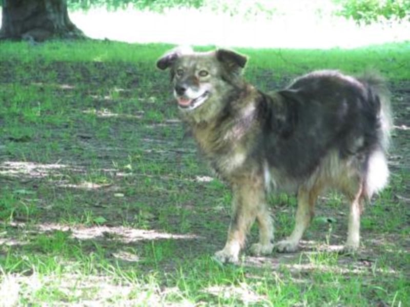 Aura sucht ein Zuhause!