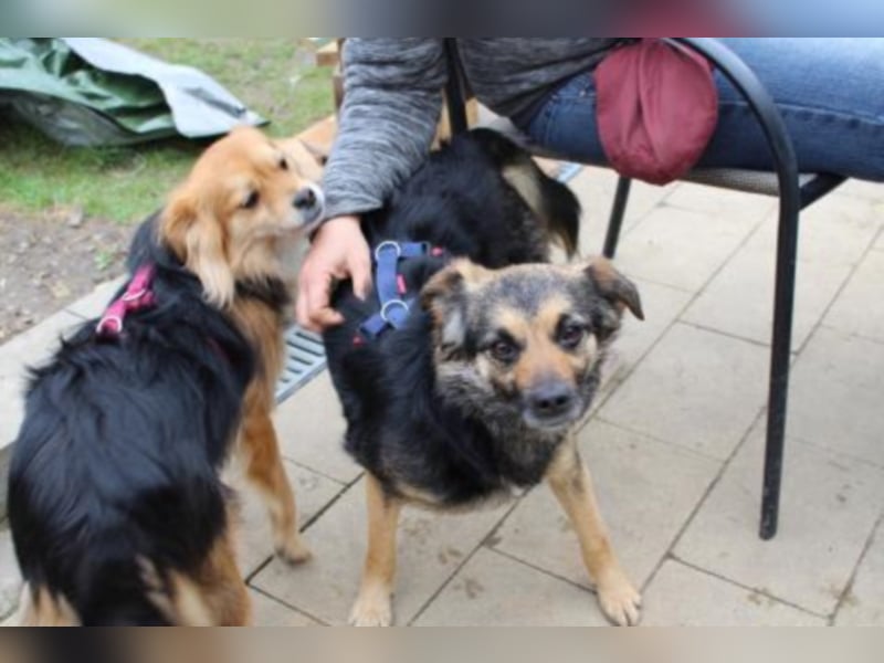 Ashilin sucht eine Familie