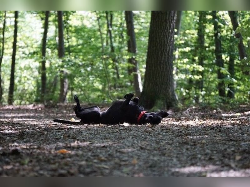 Liesl - Neuer Lebensmittelpunkt gesucht (82223 Eichenau)