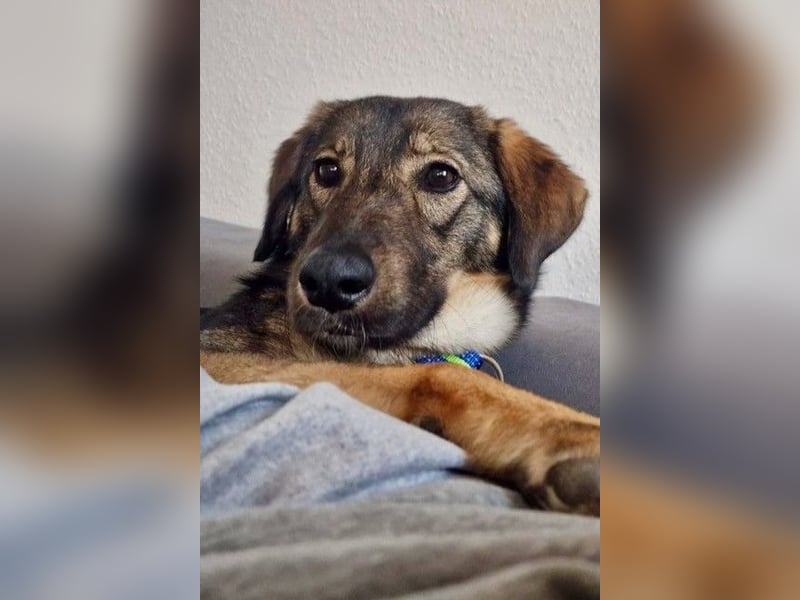 Kassandra – vorsichtige Schönheit sucht ihren Herzensmenschen (41065 Mönchengladbach)