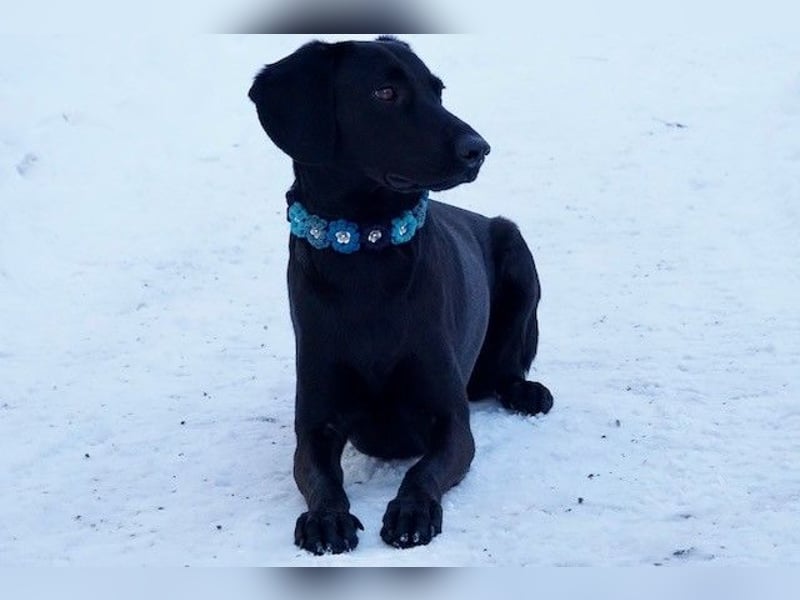Liesl - Neuer Lebensmittelpunkt gesucht (82223 Eichenau)
