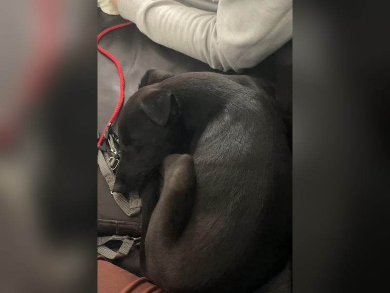 Susi sucht ihre Lieblingsmenschen (10709 Berlin)