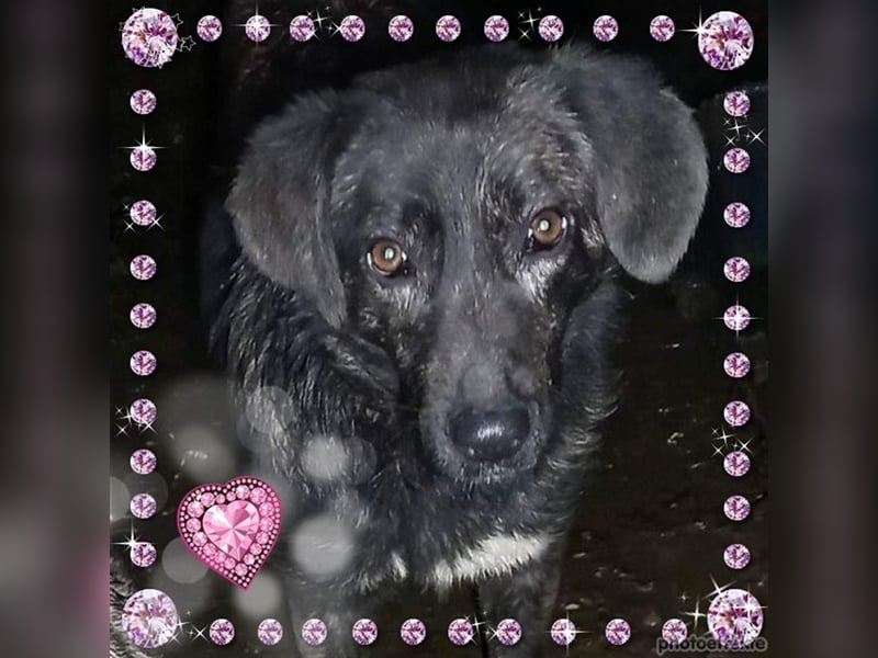 TIFFANY - tolles, wunderschönes Hundemädchen - sucht ein liebevolles Zuhause für immer!