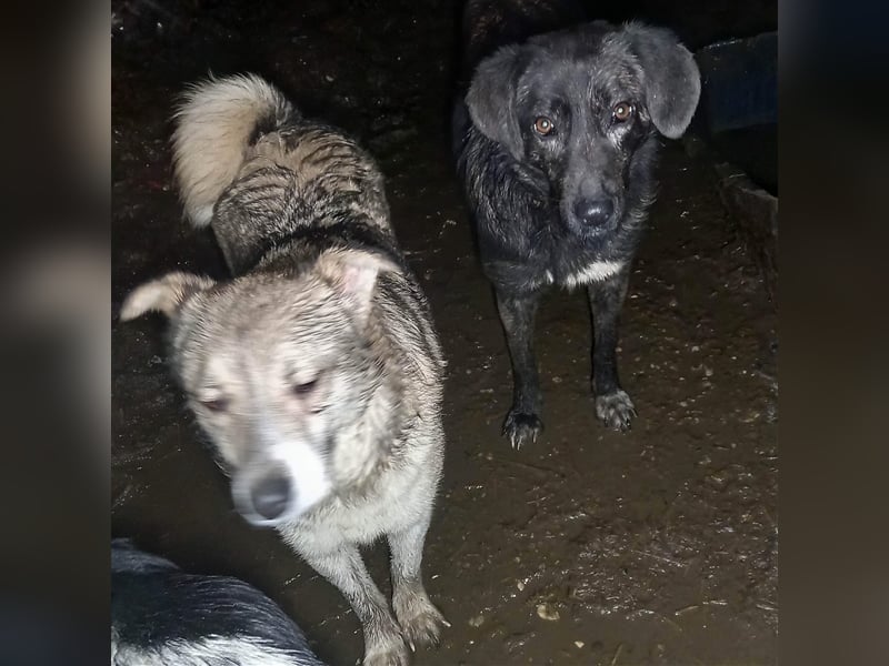 TIFFANY - tolles, wunderschönes Hundemädchen - sucht ein liebevolles Zuhause für immer!