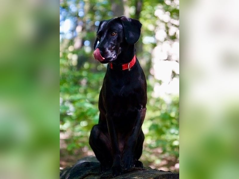 Liesl - Neuer Lebensmittelpunkt gesucht (82223 Eichenau)