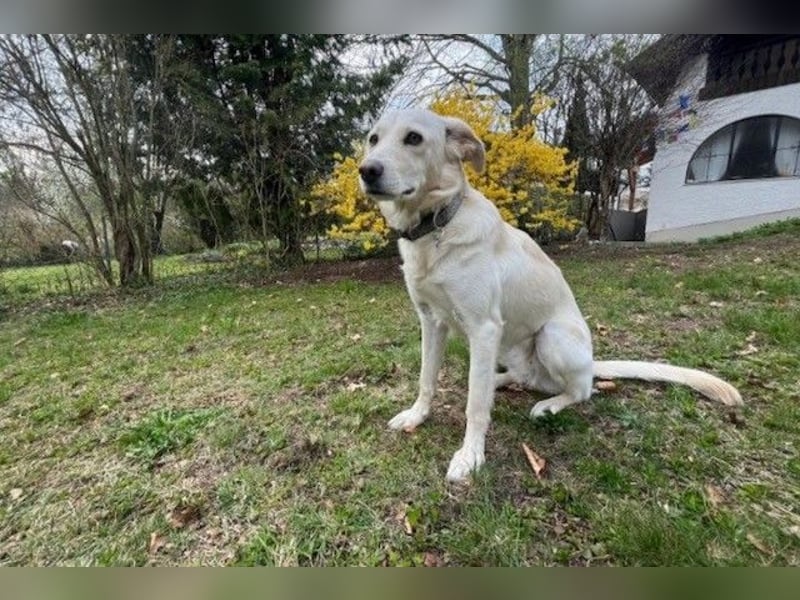 Miranda - Familie fürs Leben gesucht (82041 Deisenhofen)