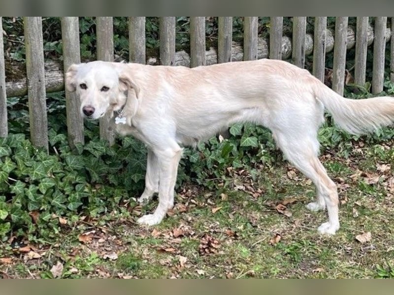 Miranda - Familie fürs Leben gesucht (82041 Deisenhofen)