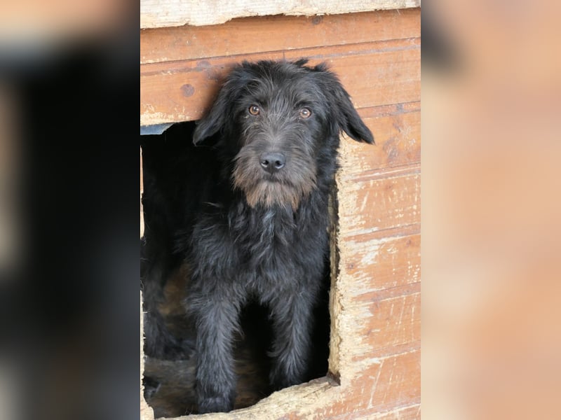 INKA - sensible Junghündin sucht einfühlsames Zuhause