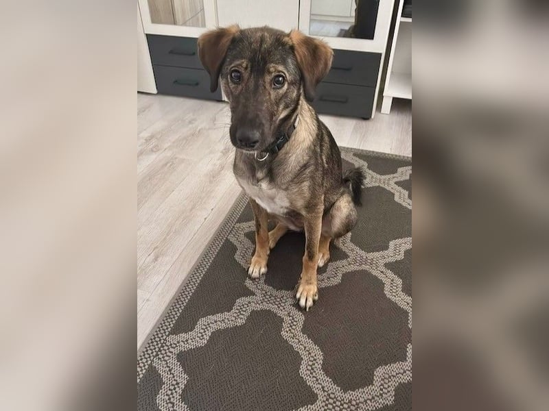 Kassandra – vorsichtige Schönheit sucht ihren Herzensmenschen (41065 Mönchengladbach)