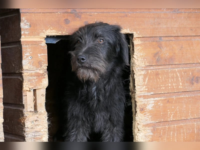 INKA - sensible Junghündin sucht einfühlsames Zuhause