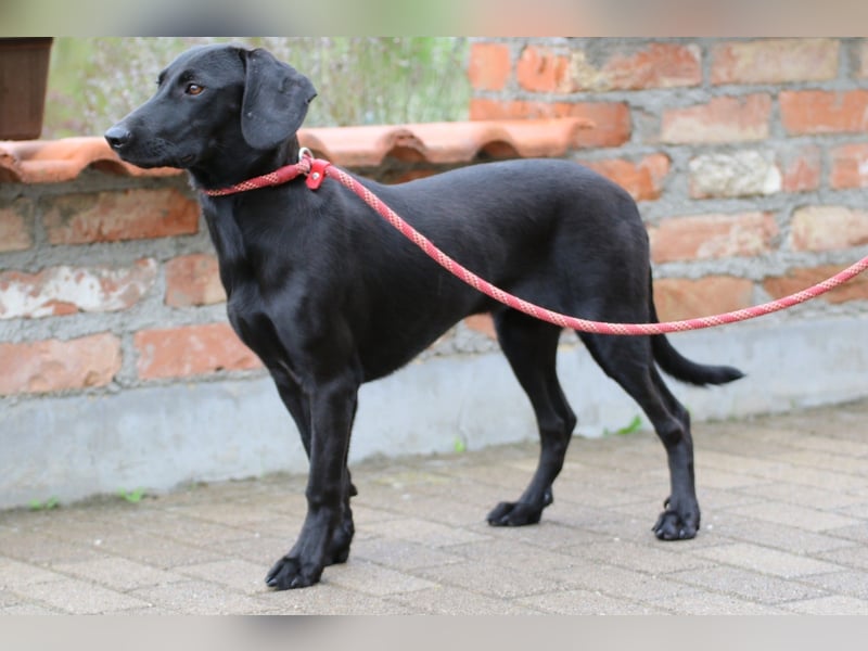Liesl - Neuer Lebensmittelpunkt gesucht (82223 Eichenau)