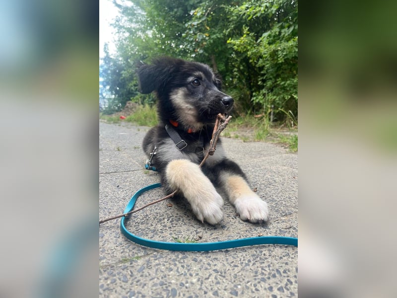 Lolly – Körbchen gesucht! (47839 Krefeld)