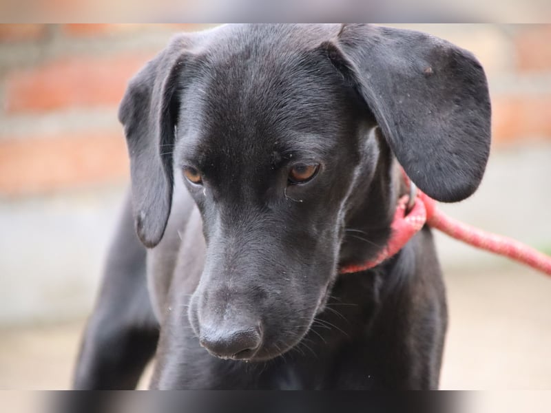 Liesl - Neuer Lebensmittelpunkt gesucht (82223 Eichenau)