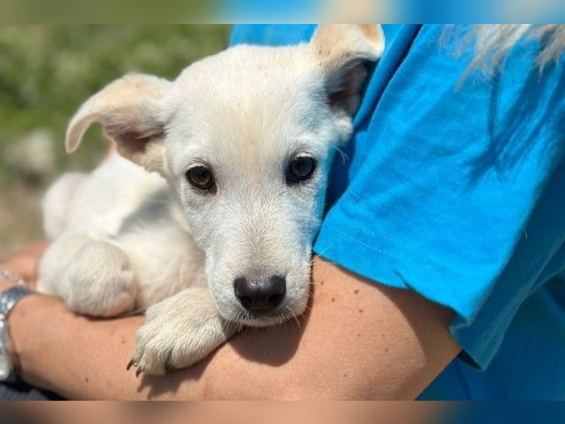 Billa - zauberhaftes Hundemädchen wünscht sich eine eigene Familie (47839 Krefeld)