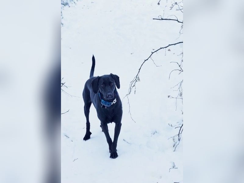 Liesl - Neuer Lebensmittelpunkt gesucht (82223 Eichenau)
