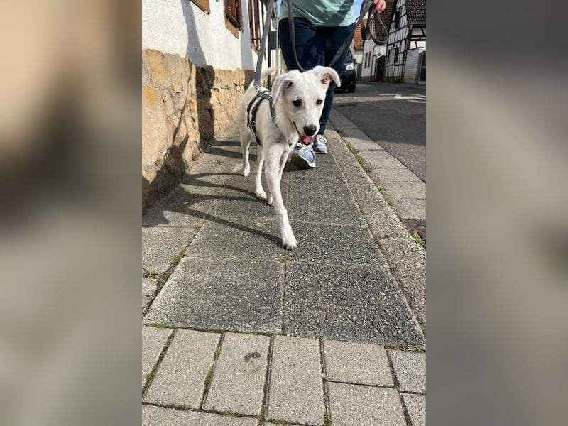 Lina möchte endlich ankommen (67459 Böhl-Iggelheim)