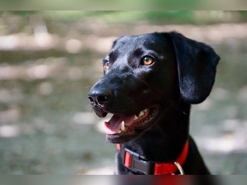 Liesl - Neuer Lebensmittelpunkt gesucht (82223 Eichenau)