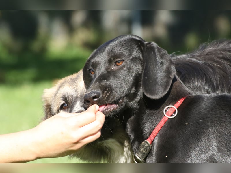 Liesl - Neuer Lebensmittelpunkt gesucht (82223 Eichenau)
