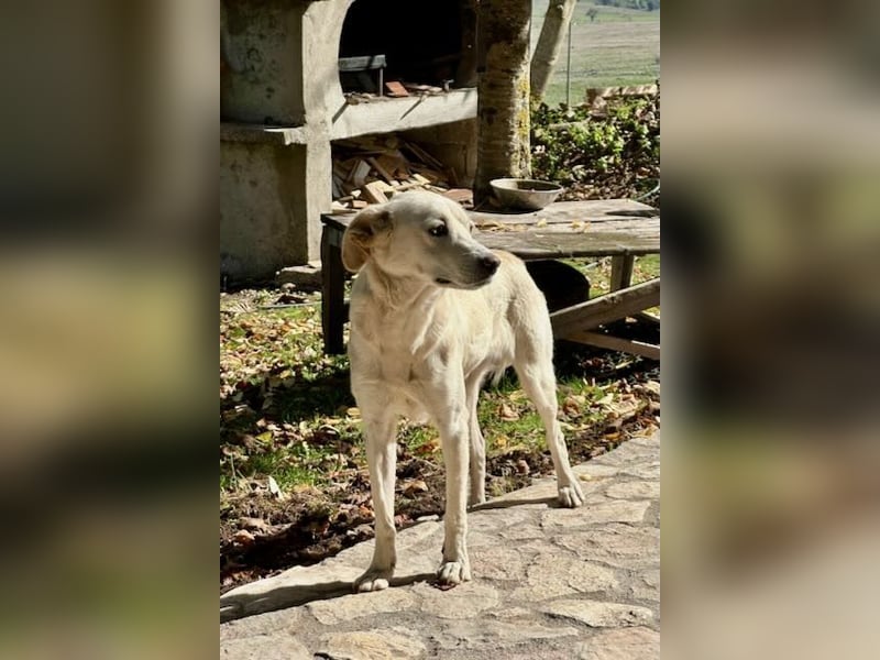 Miranda - Familie fürs Leben gesucht (82041 Deisenhofen)