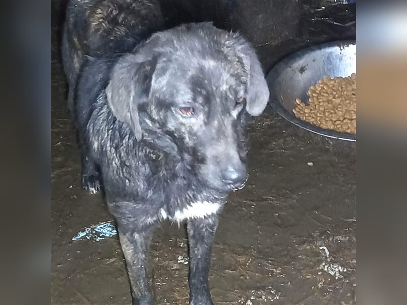 TIFFANY - tolles, wunderschönes Hundemädchen - sucht ein liebevolles Zuhause für immer!