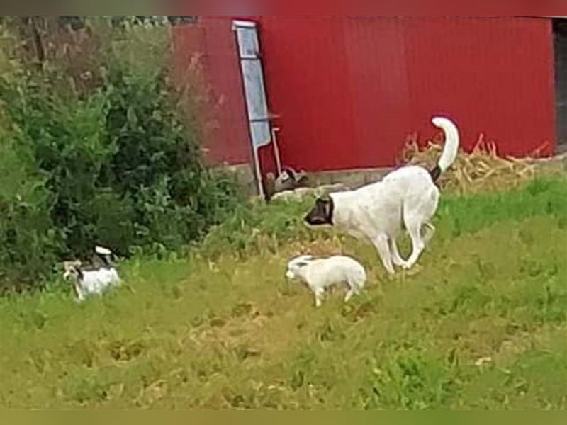 STELLA - freundliches, verschmustes Riesenbaby - möchte so gerne eine eigene Familie!