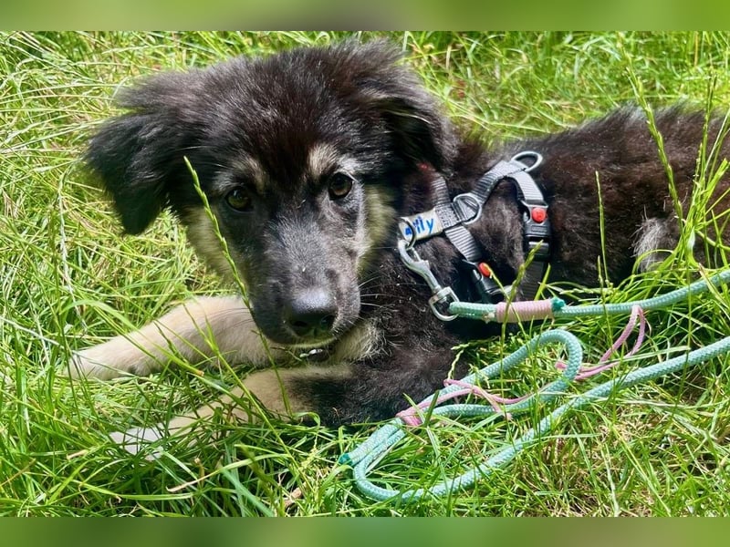Lolly – Körbchen gesucht! (47839 Krefeld)