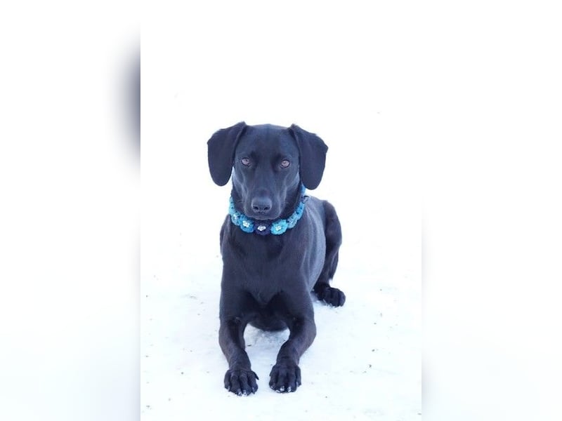 Liesl - Neuer Lebensmittelpunkt gesucht (82223 Eichenau)