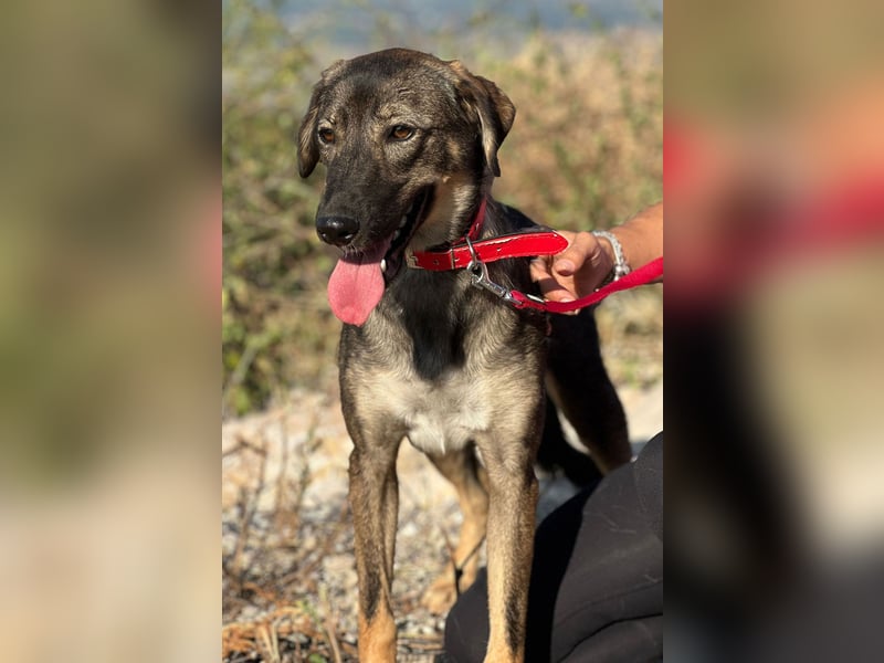 Kassandra – vorsichtige Schönheit sucht ihren Herzensmenschen (41065 Mönchengladbach)