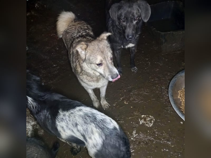 TIFFANY - tolles, wunderschönes Hundemädchen - sucht ein liebevolles Zuhause für immer!
