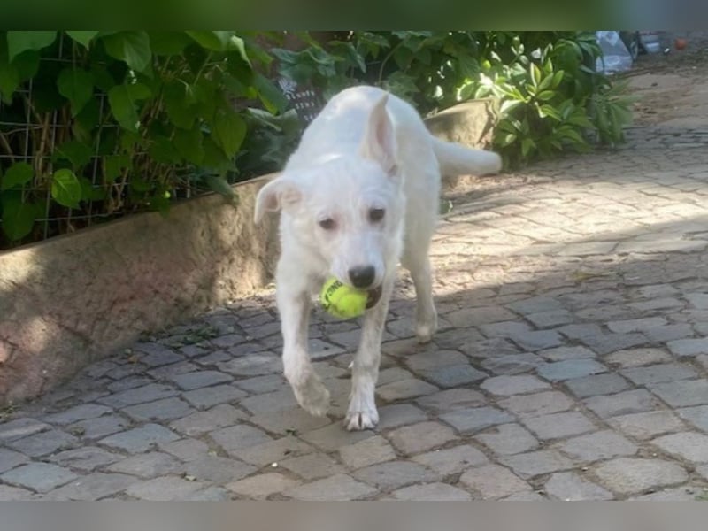 Lina möchte endlich ankommen (67459 Böhl-Iggelheim)