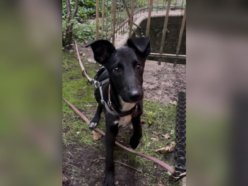 Susi sucht ihre Lieblingsmenschen (10709 Berlin)