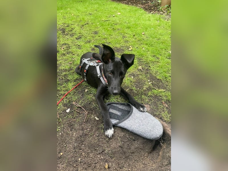 Susi sucht ihre Lieblingsmenschen (10709 Berlin)