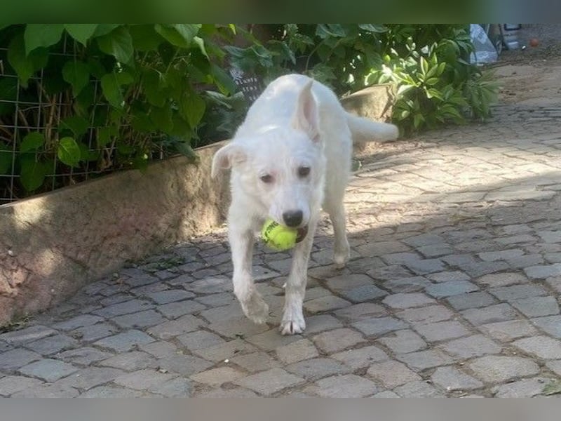 Lina möchte endlich ankommen (67459 Böhl-Iggelheim)